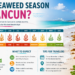 When Is Seaweed Season in Cancun?