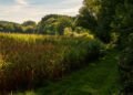 Devil's Cornfield: 5 Facts That Will Surprise You 