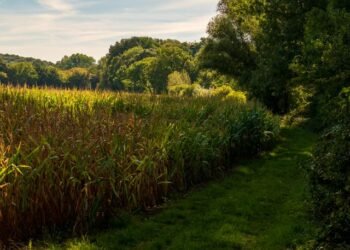 Devil's Cornfield: 5 Facts That Will Surprise You