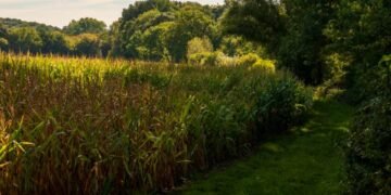 Devil's Cornfield: 5 Facts That Will Surprise You 