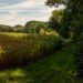 Devil's Cornfield: 5 Facts That Will Surprise You